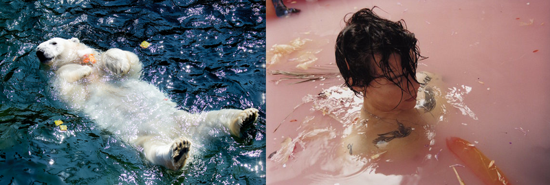 Illustration for article titled This Soft Bear Enjoying An Ice Cake with Frozen Fruit Reminds Me of Harry Styles